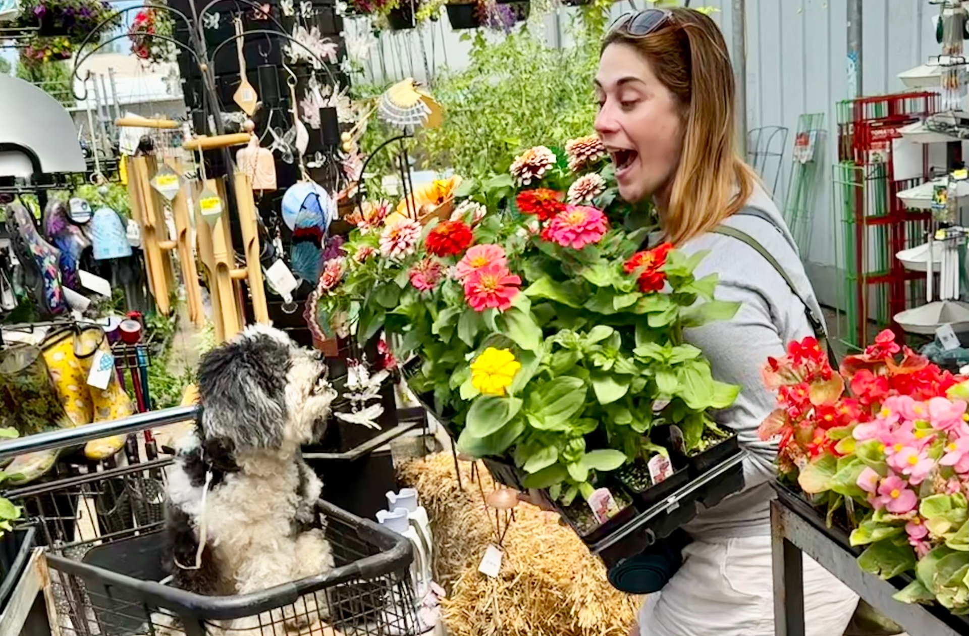 A smiling woman holding a tray of colorful zinnias in a busy garden nursery, with a small black-and-white dog sitting in a wire shopping cart beside her