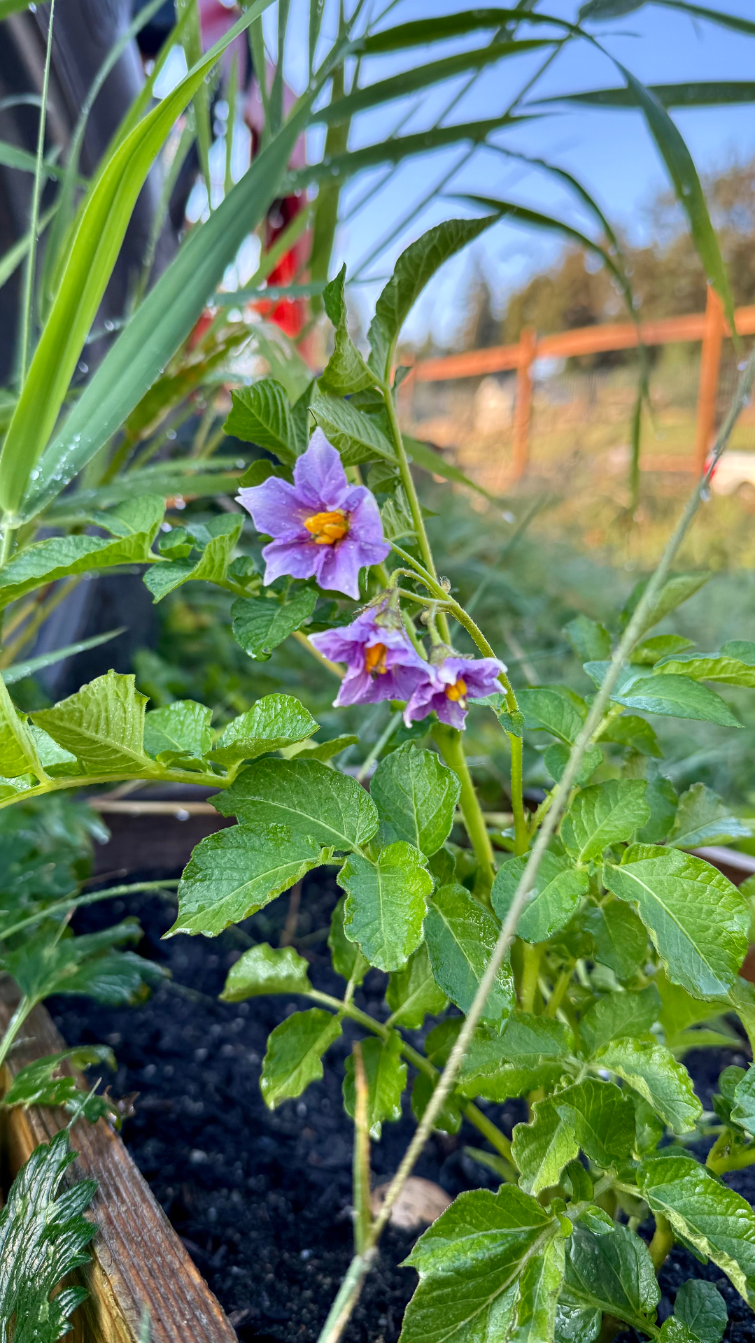 A close-up of three lavender potato flowers with bright yellow centers on a textured green plant, growing from dark soil in a weathered wooden raised bed