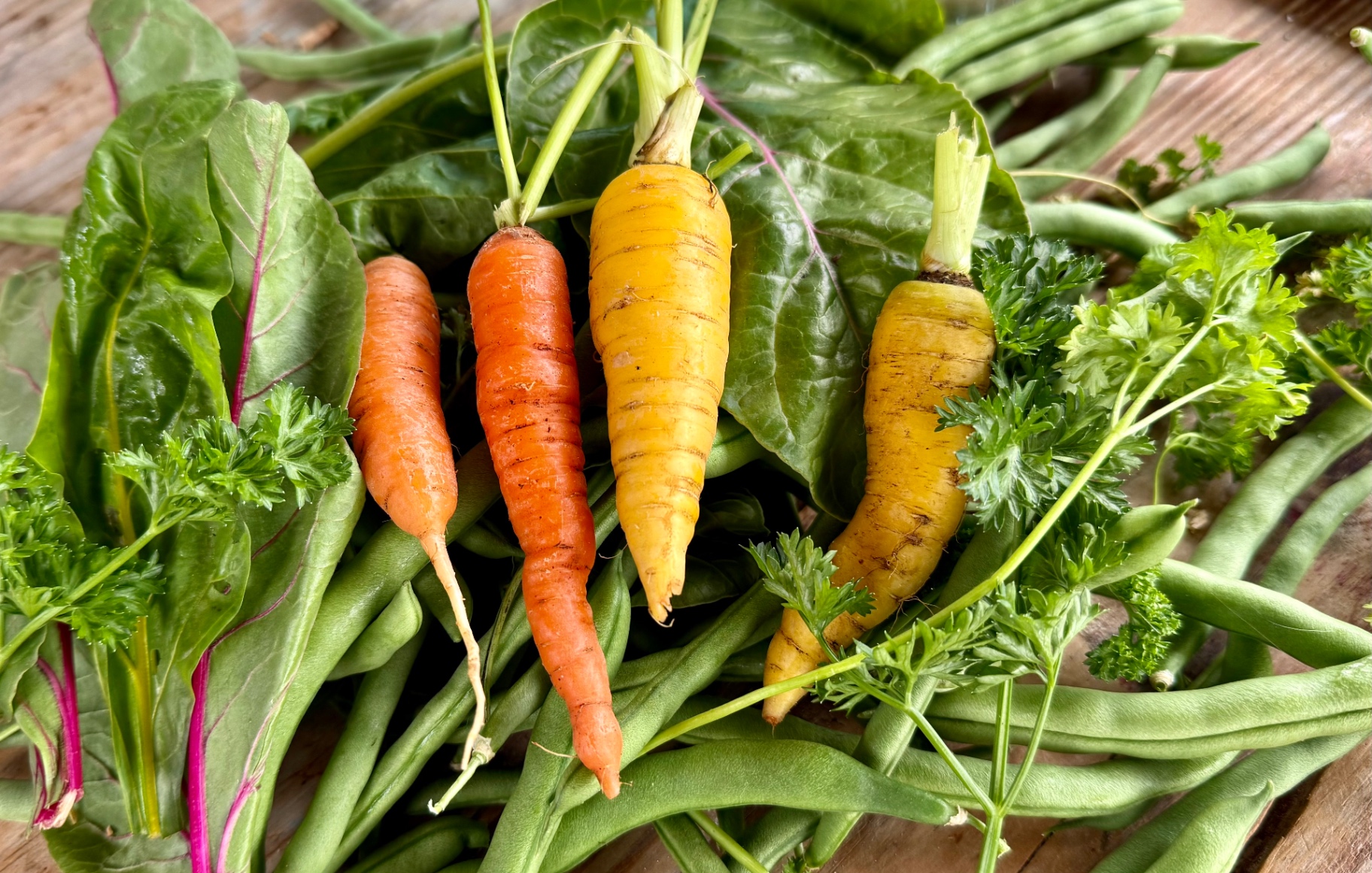 Freshly harvested orange and yellow carrots resting on green beans and magenta-veined chard leaves with parsley on a weathered wooden surface