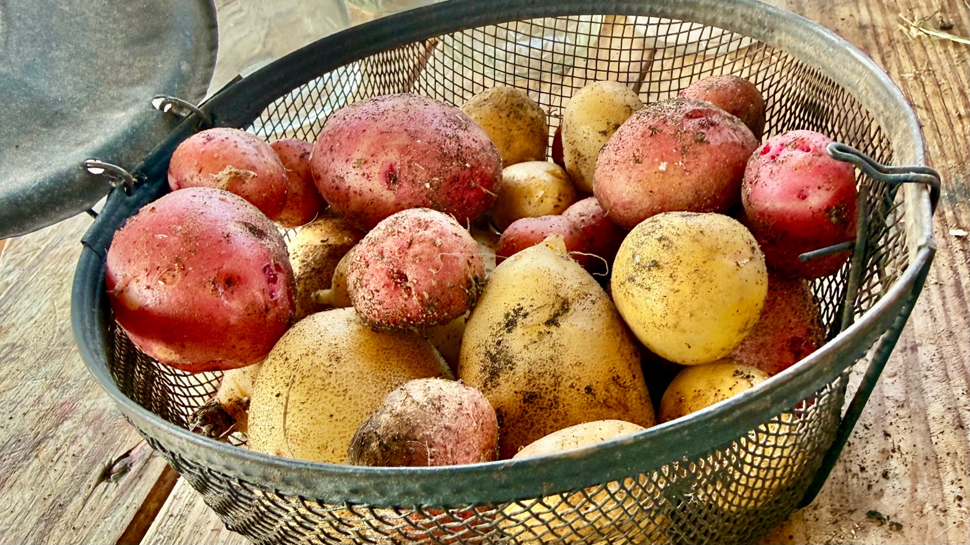 A wire basket of freshly dug red and golden potatoes, still dusted with garden soil, on a weathered wooden table