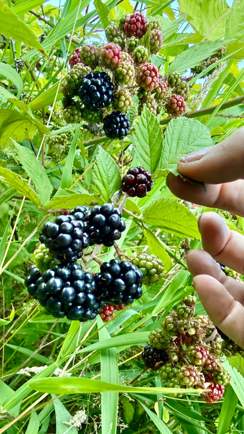 Clusters of blackberries ripening from green to red to glossy black on a thorny vine, with a hand reaching in to pick them