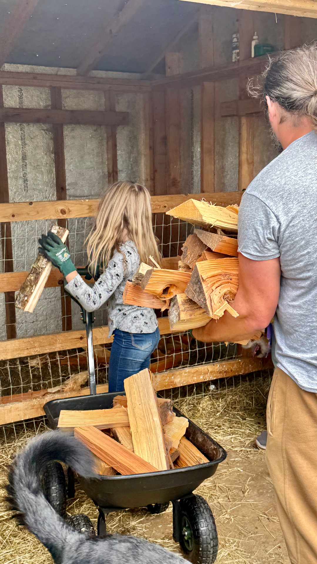 A man and a young girl moving armfuls of split firewood from a garden cart into a storage shed