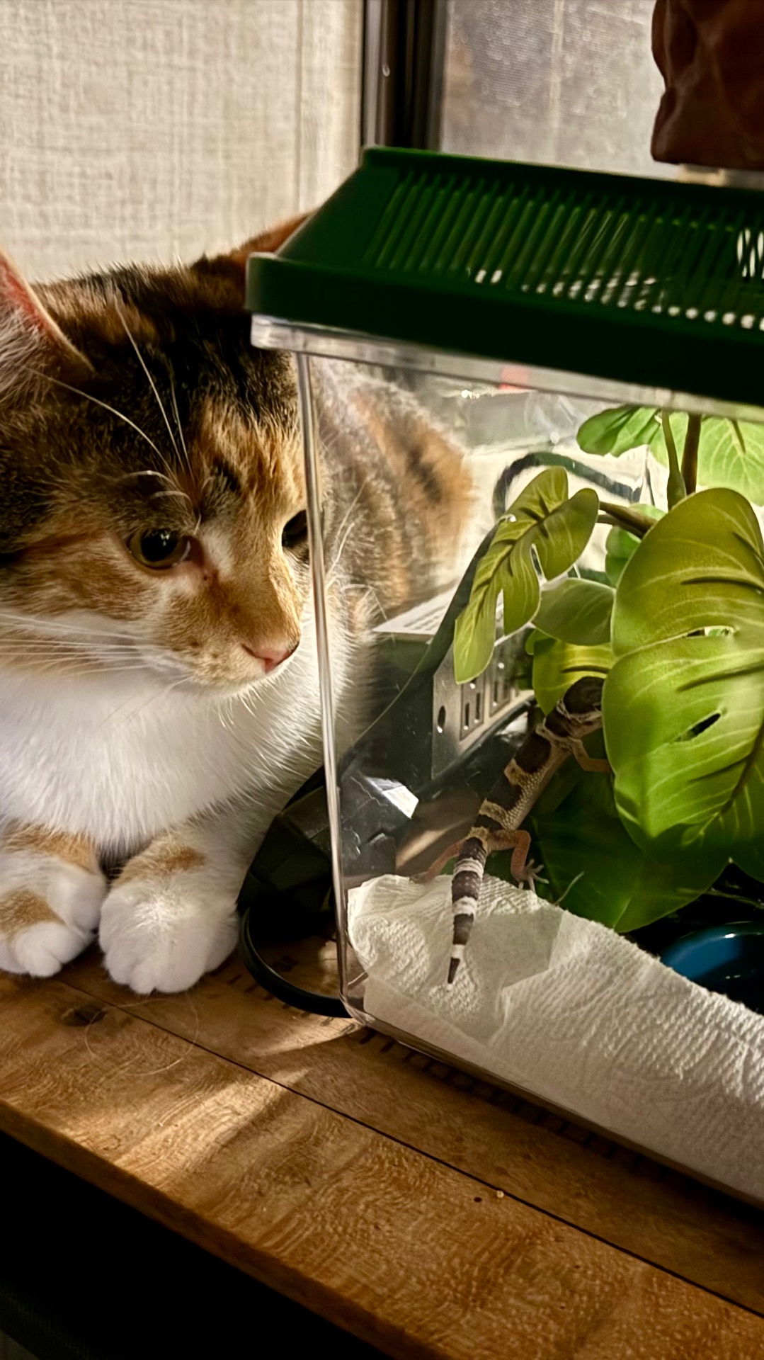 Gigi the calico cat lying on a wooden table, peering into the glass gecko tank at a baby leopard gecko among green leaves