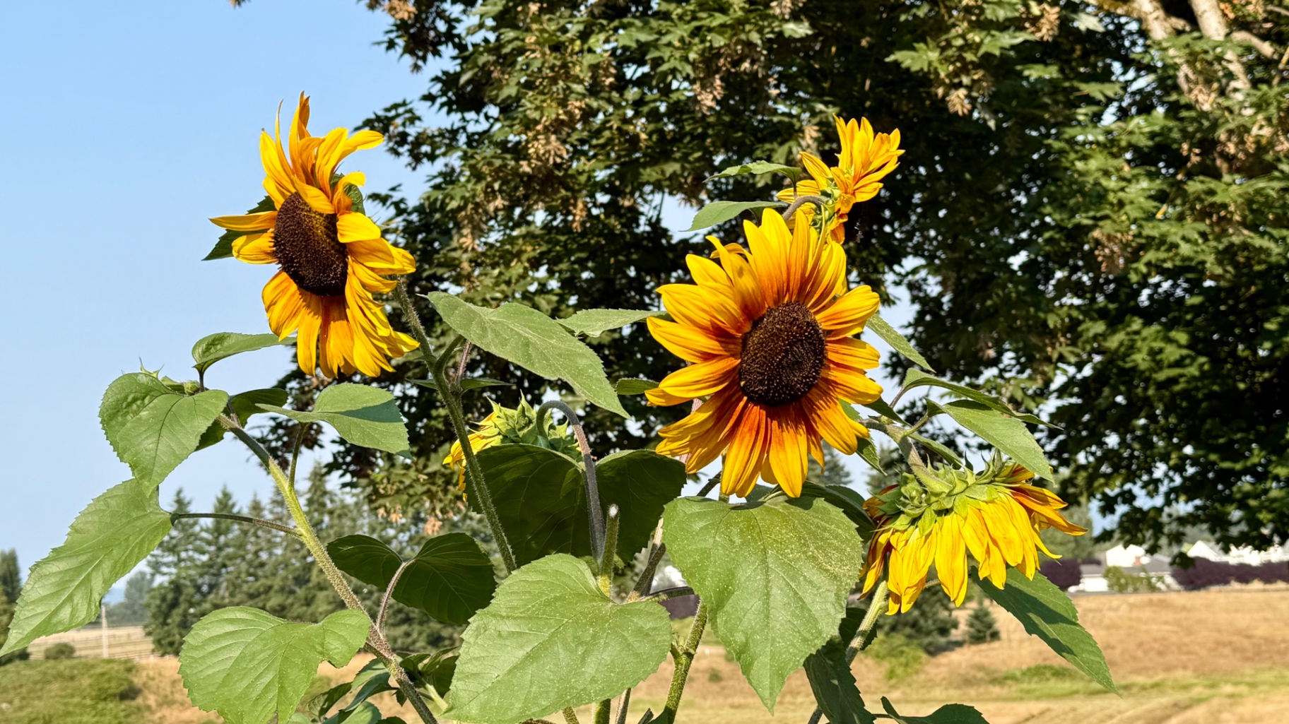 Several large bright yellow and gold sunflowers in bloom and bud on tall green stems against a clear blue sky with a distant field