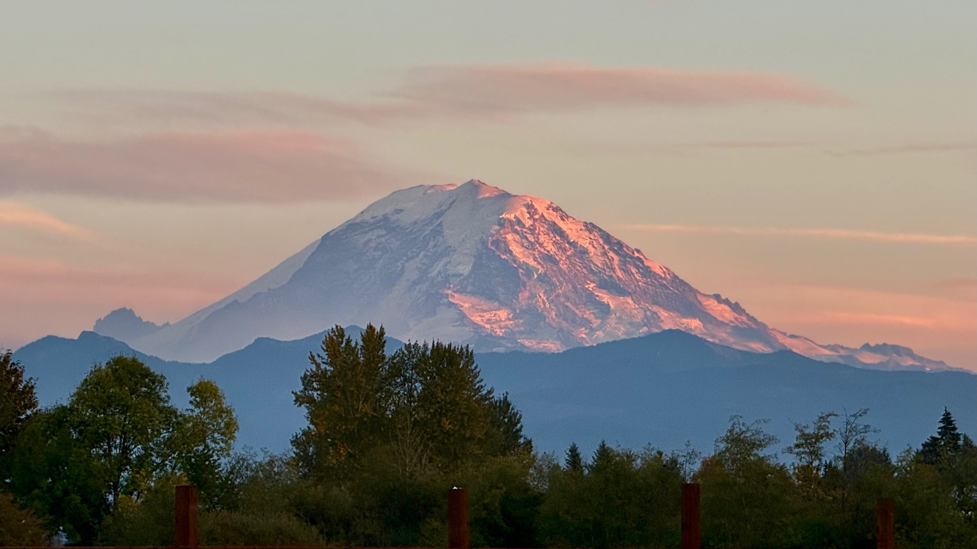 A close view of the snow-dusted summit of Mount Rainier glowing coral pink above dusky blue ridges and a row of treetops