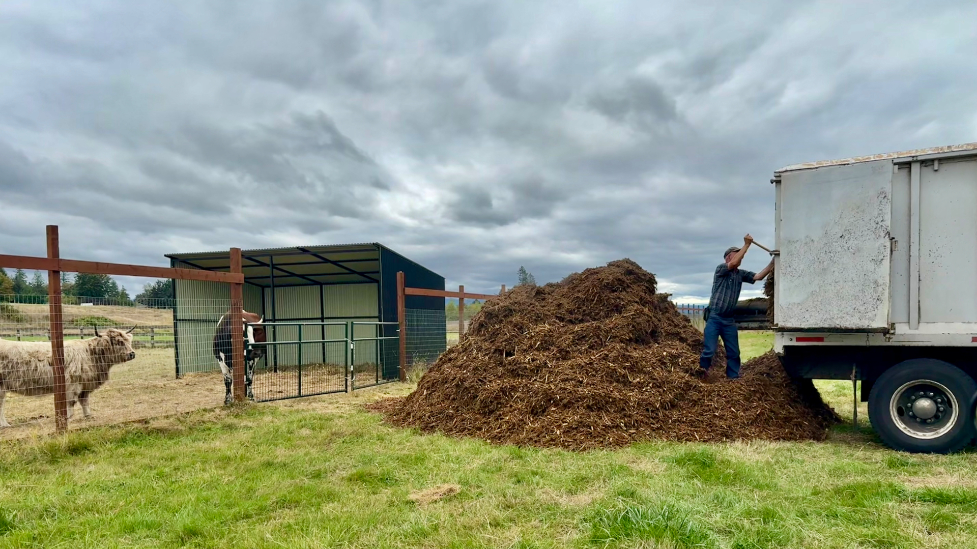 A huge pile of wood chips in the field next to a truck being emptied, with a man spreading the chips and the cows watching from their pen under a stormy sky