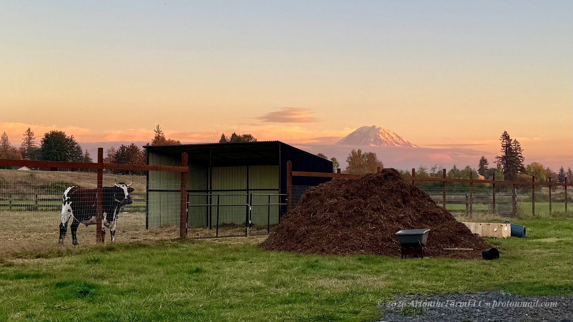 The big pile of hog fuel chips beside the animal shelter at sunset, a black and white cow by the fence and Mount Rainier glowing pink in the distance