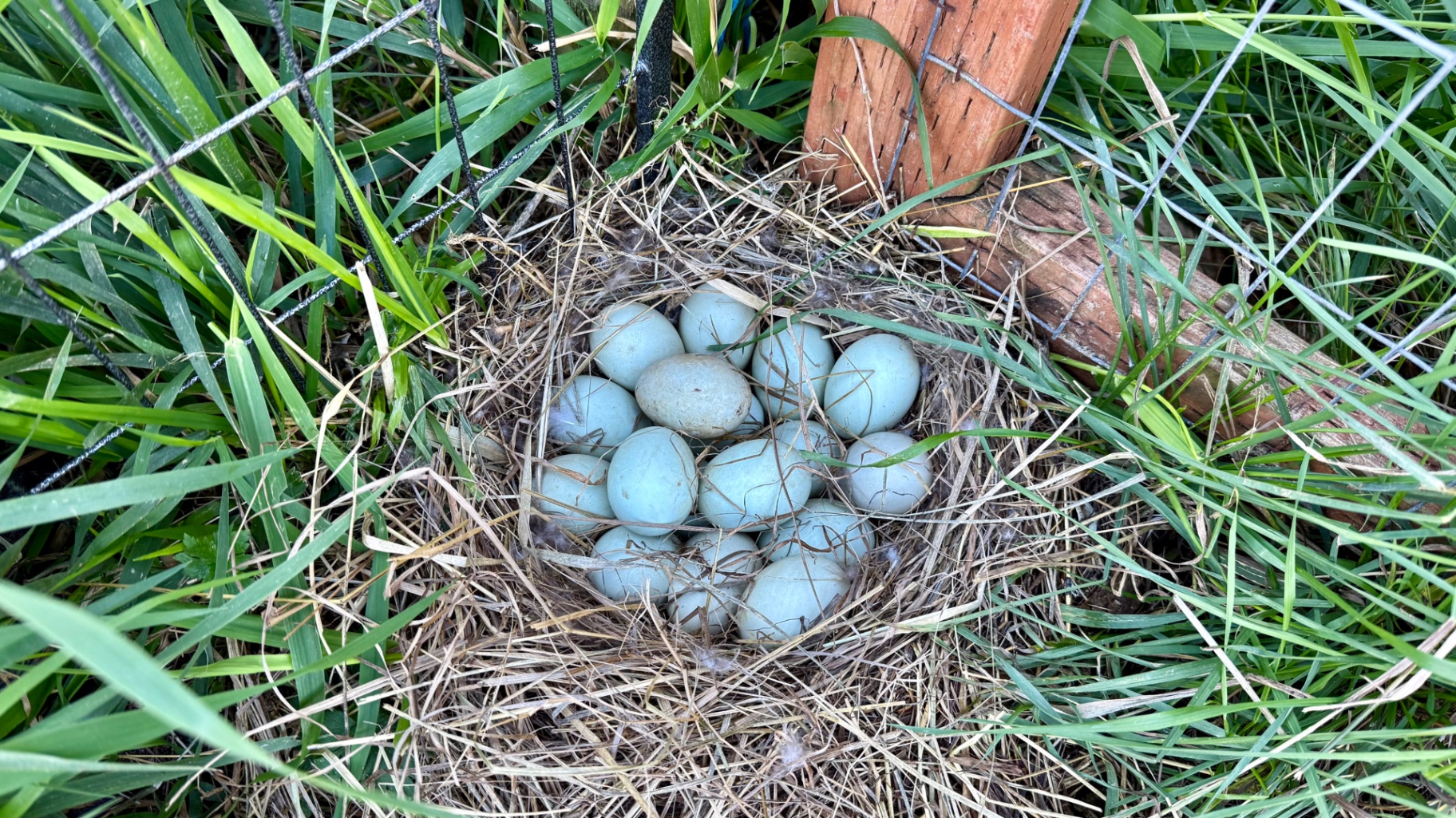 A nest of about fifteen pale blue duck eggs tucked into tall green grass at the base of a garden fence