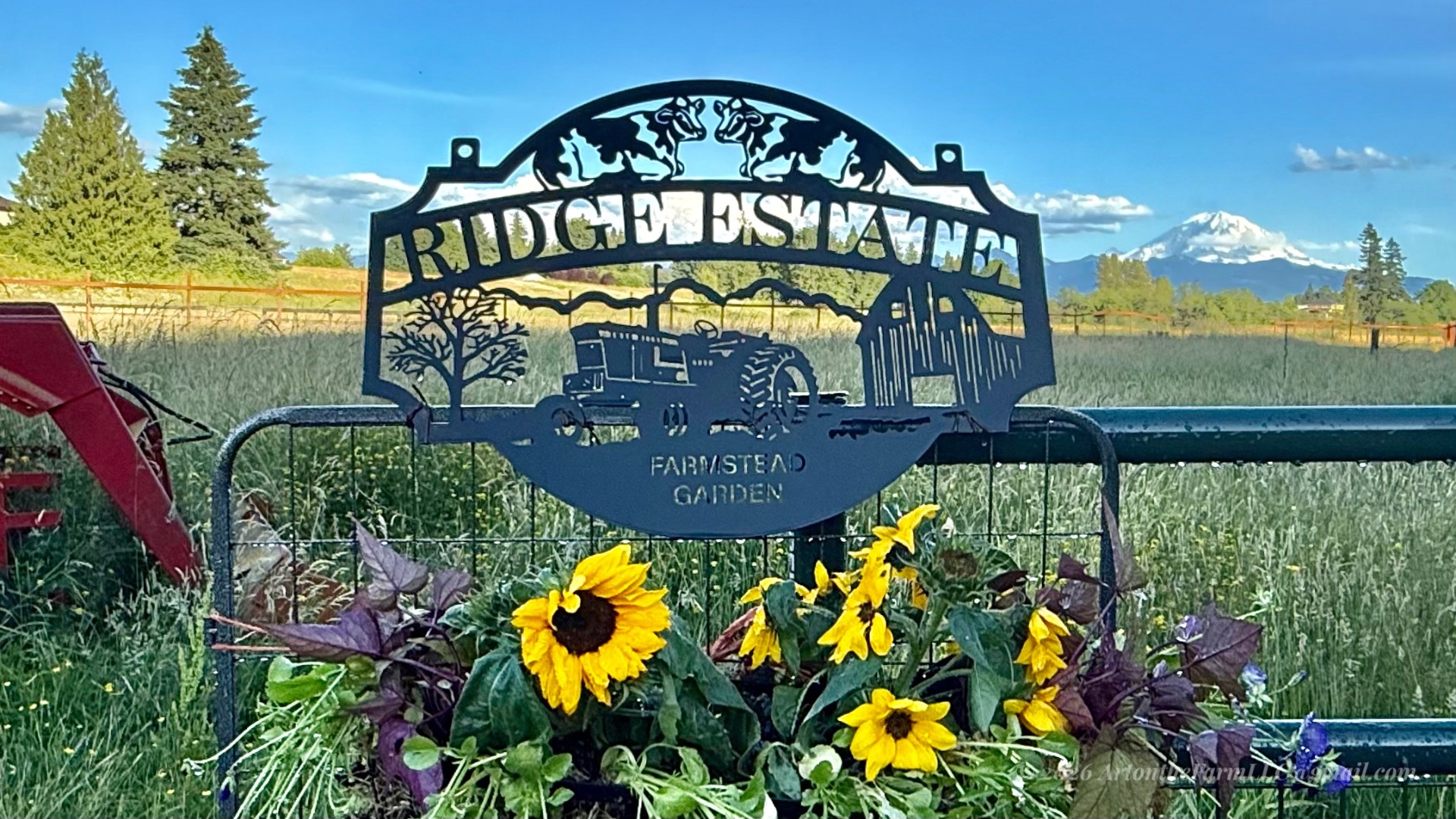 A black metal farmstead garden sign with cow silhouettes reading Ridge Estate Farmstead Garden, mounted above a planter of bright yellow sunflowers and purple foliage, with a green pasture and snow-capped mountain behind