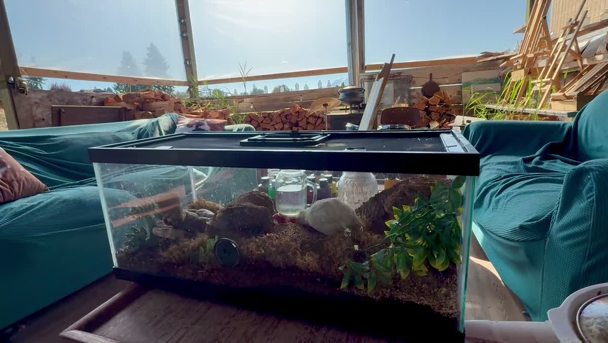A bright sunlit stable interior with a glass quail enclosure filled with soil, rocks, and greenery, firewood stacked along the back wall