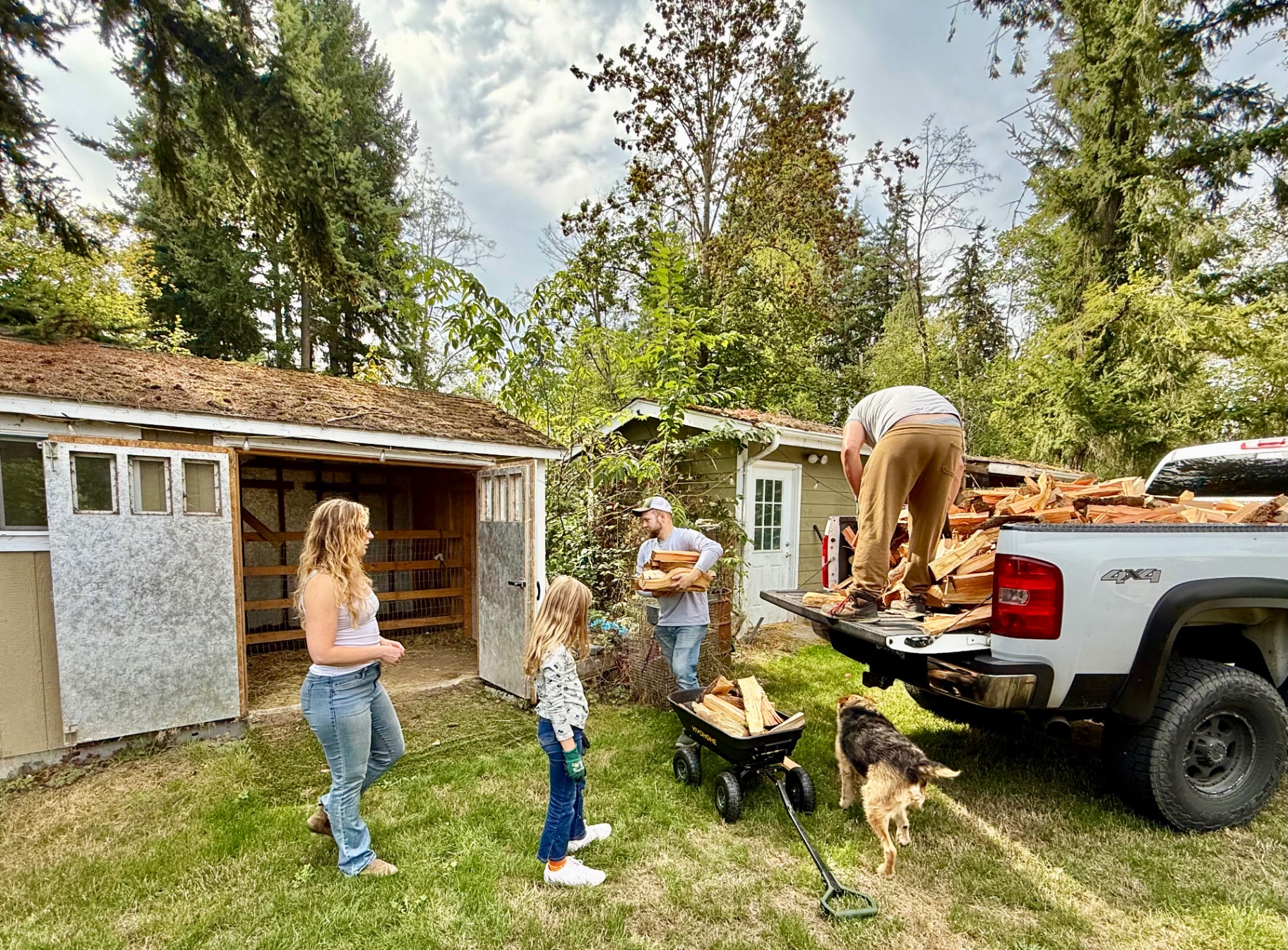People and a German Shepherd unloading split firewood from the back of a white pickup truck in a grassy yard surrounded by trees