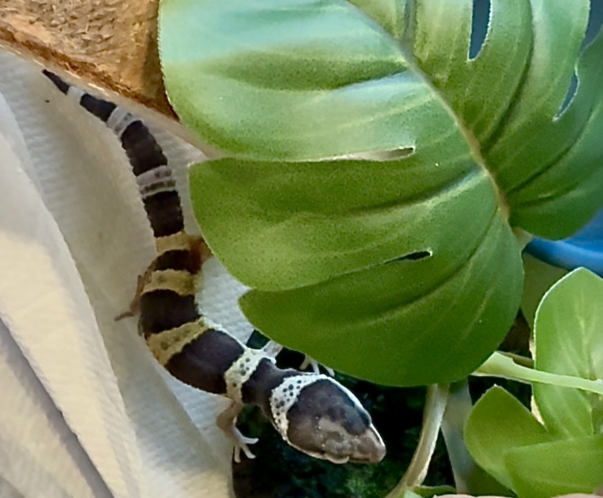 A dark-banded baby leopard gecko resting beneath broad green leaves