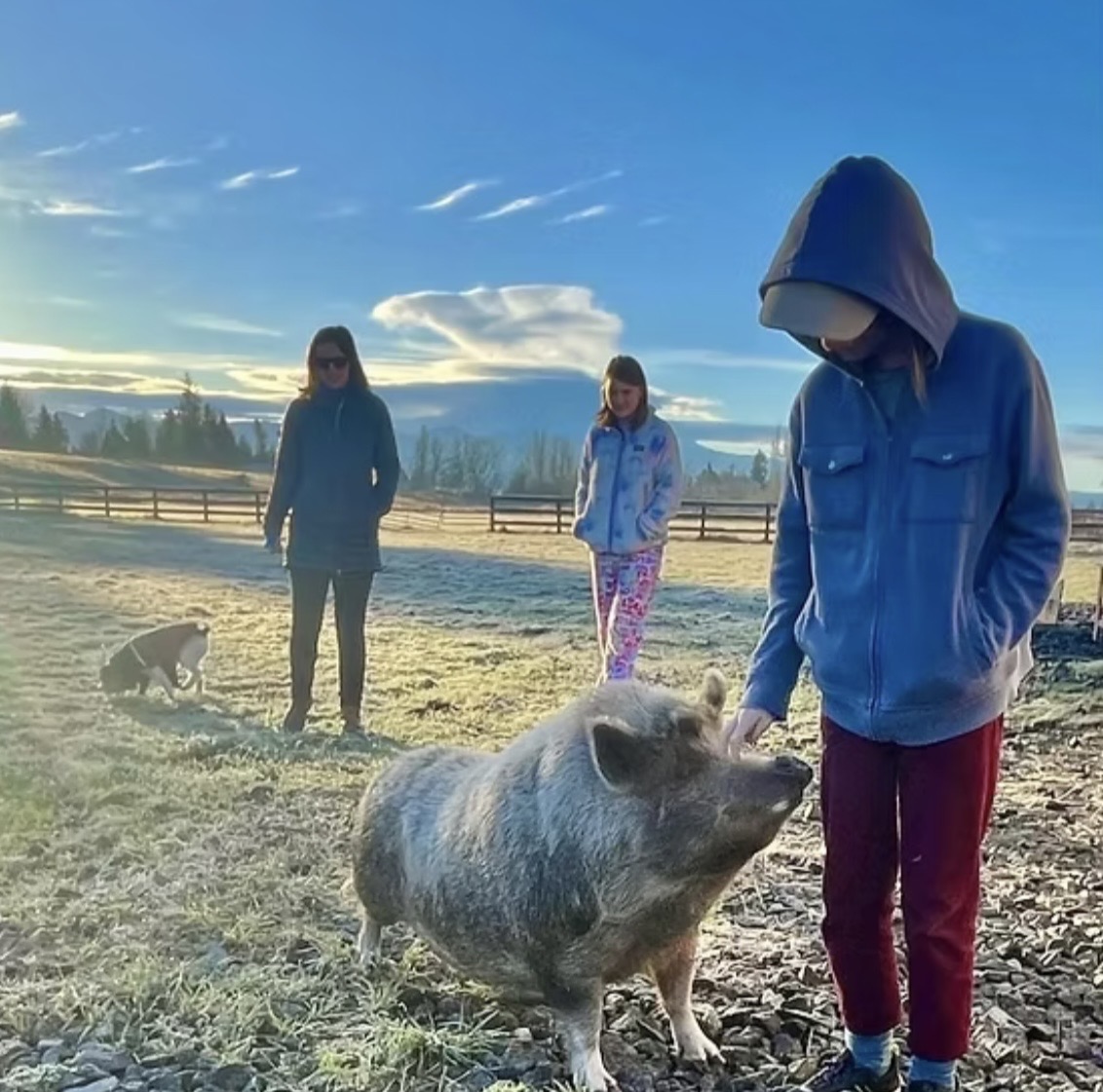 Visitors greeting the farm pig in a frosty morning pasture