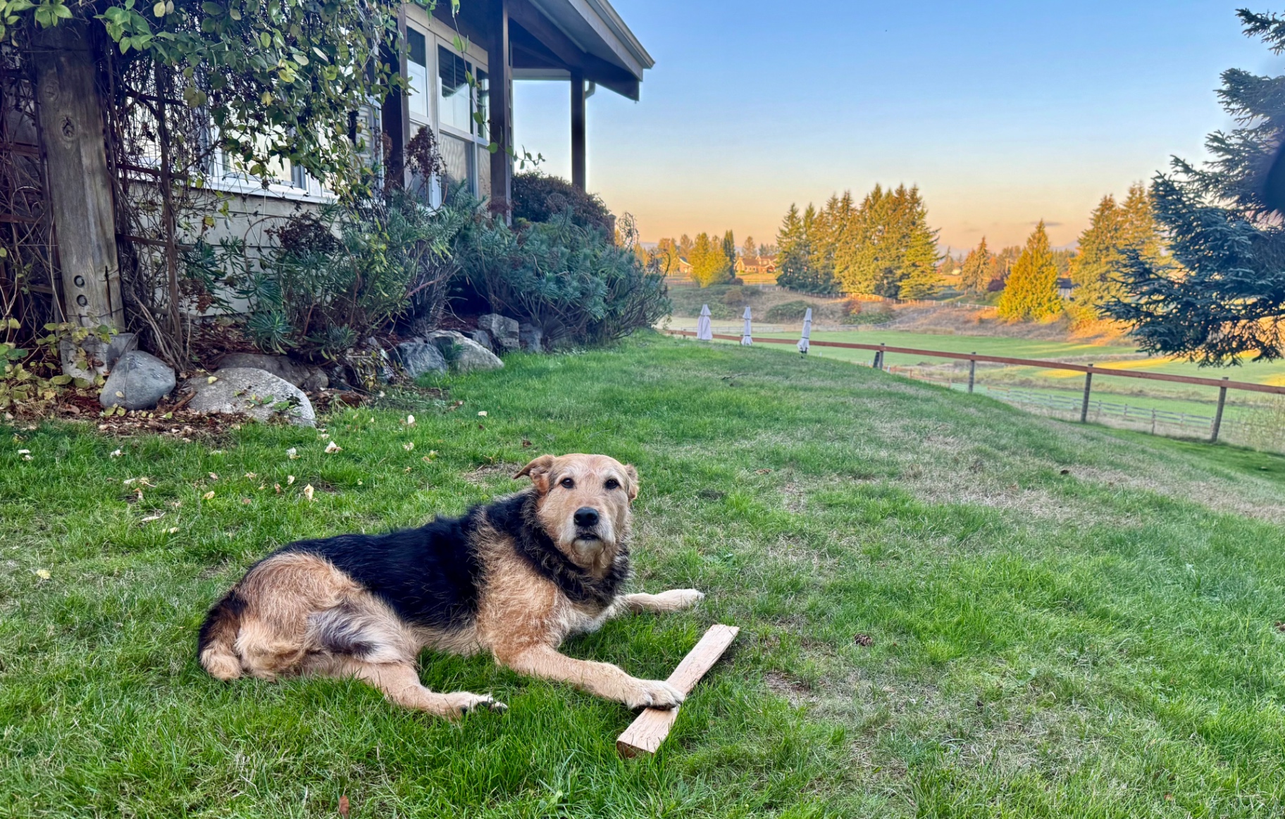 Duke lying proudly on the green lawn with a split piece of kindling between his paws, sunset light over the pasture behind him