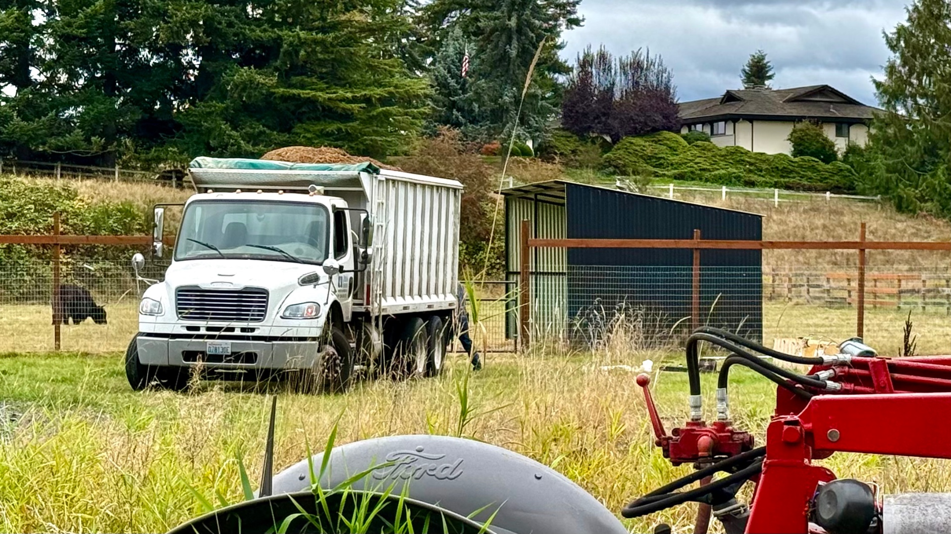 A white dump truck full of wood chips parked in the field by the animal pen, with a cow grazing behind the fence