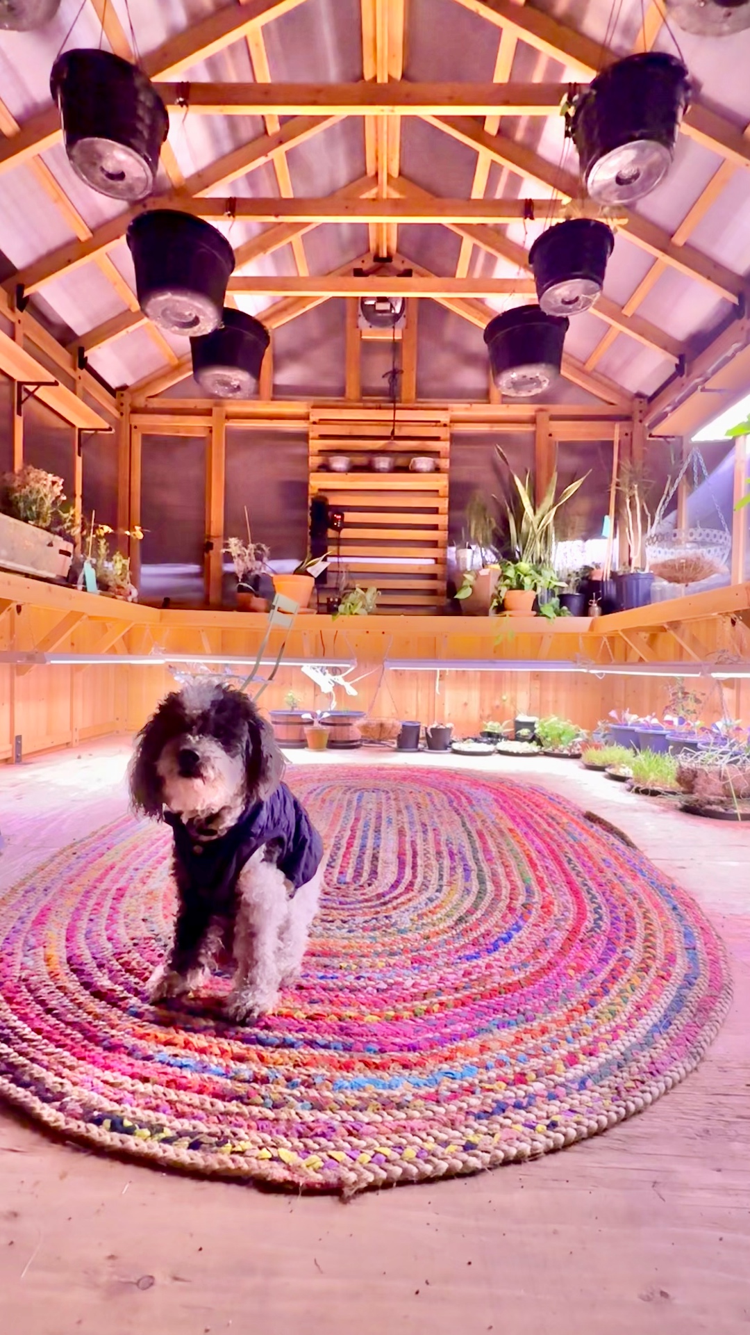 A small black-and-white fluffy dog in a dark vest standing on a colorful braided oval rug inside the greenhouse at night, with potted plants on wooden benches and grow lights around it